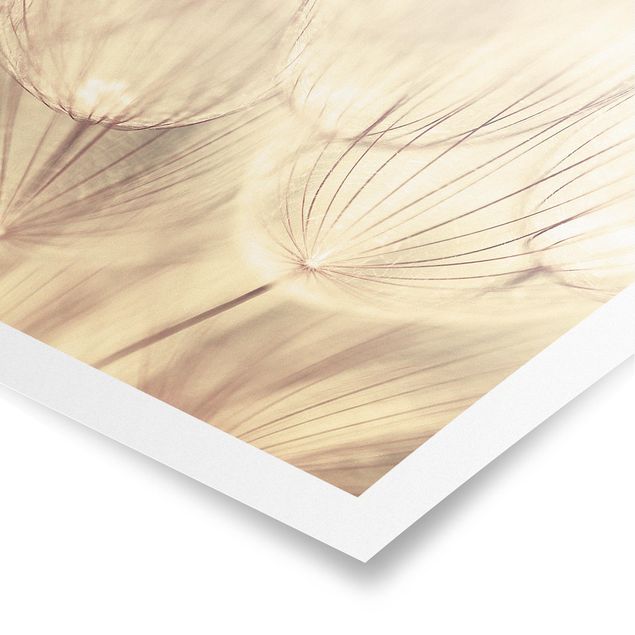 Black and white poster prints Dandelions Close-Up In Cozy Sepia Tones