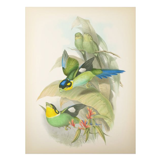 Prints vintage Vintage Illustration Tropical Birds