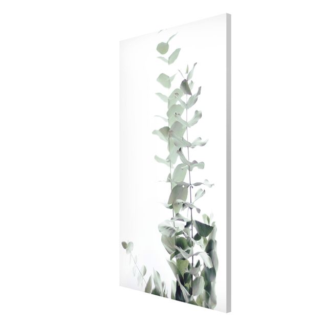 Floral canvas Eucalyptus In White Light