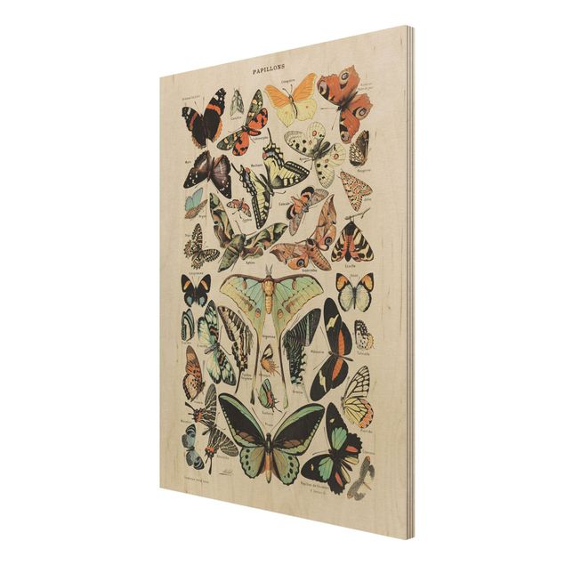 Prints Vintage Board Butterflies And Moths