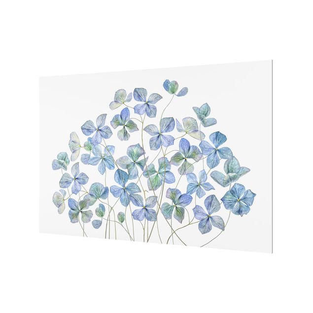 Glass Splashback - Blue Hydrangea Flowers - Landscape 2:3