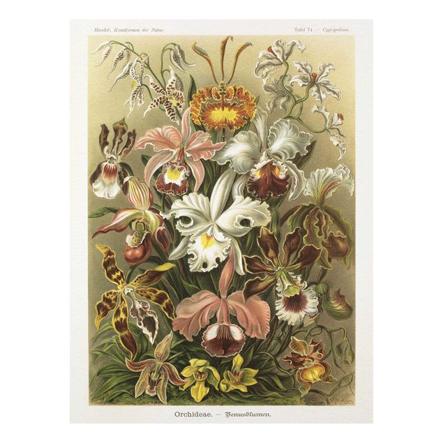 Orchid print Vintage Board Orchid
