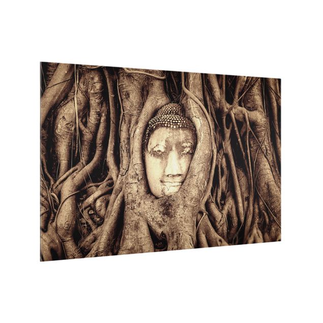 Glass splashback kitchen landscape Buddha In Ayutthaya From Tree Roots Lined In Brown