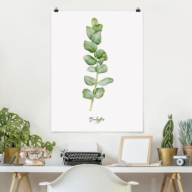 Kitchen Watercolour Botany Eucalyptus