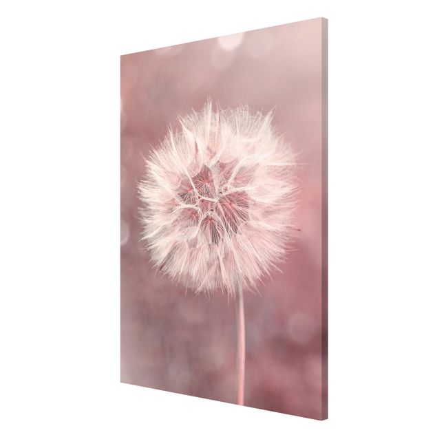 Canvas art Dandelion Bokeh Light Pink