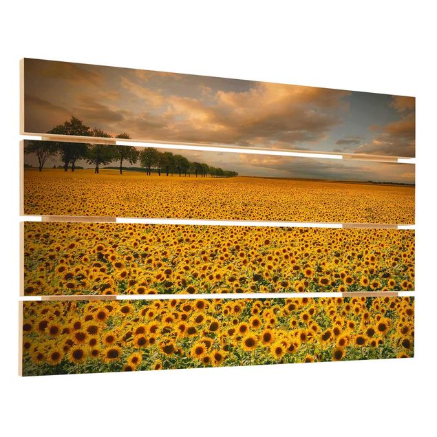 Wood prints Field With Sunflowers