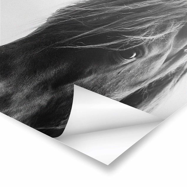 Prints Curious Horse
