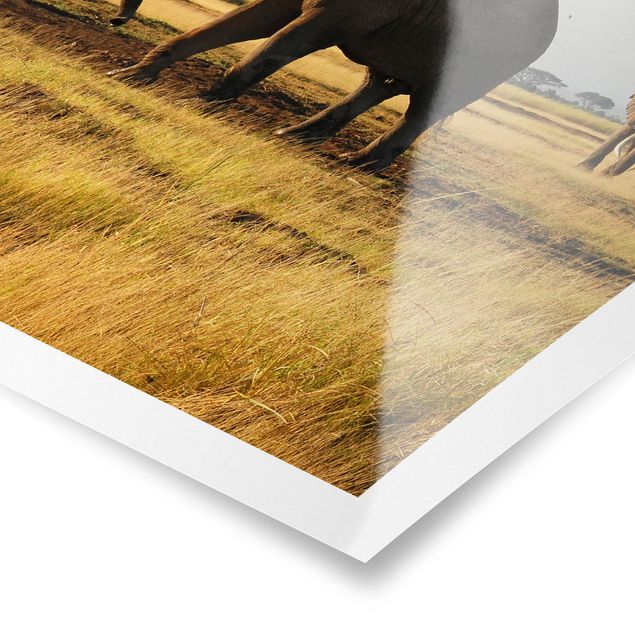 Prints modern Elephants In Front Of The Kilimanjaro In Kenya
