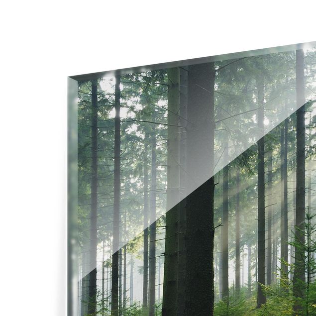 Glass Splashback - Enlightened Forest - Landscape 1:2