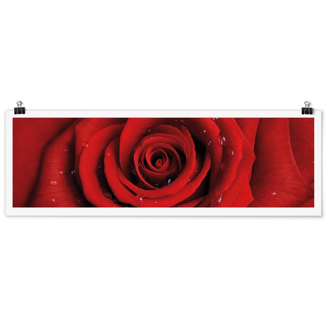 Modern art prints Red Rose With Water Drops