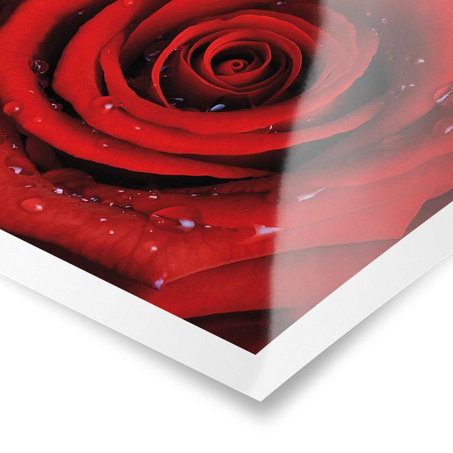 Red canvas wall art Red Rose With Water Drops