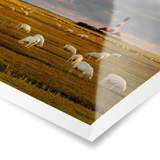 Posters animals North Sea Lighthouse With Flock Of Sheep