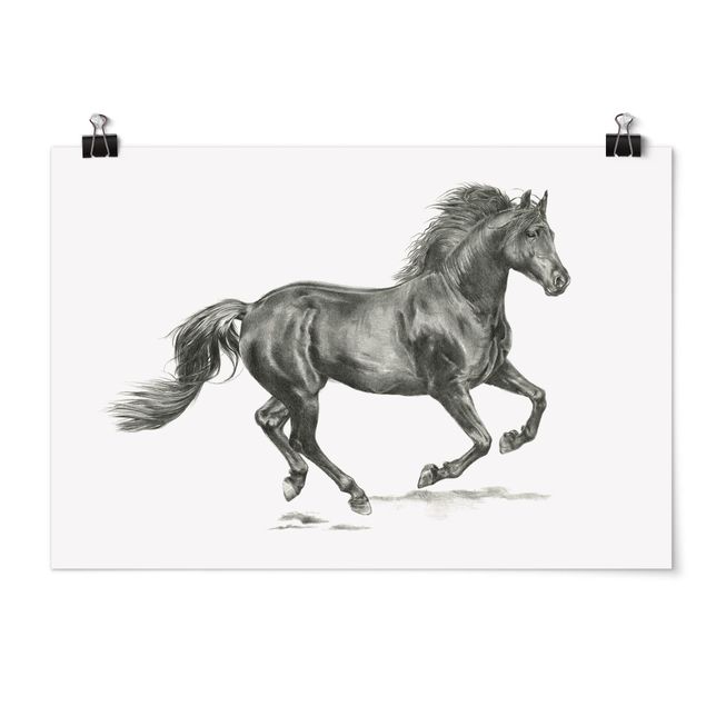Posters black and white Wild Horse Trial - Stallion