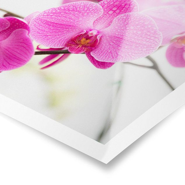 Modern art prints Close-Up Orchid
