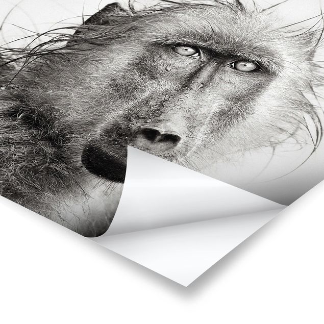 Black and white wall art Crying Baboon