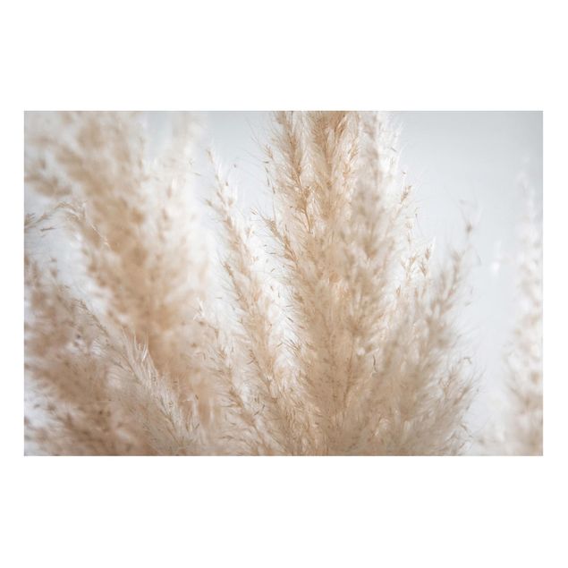 Magnet boards flower Delicate Pampas Grass Close Up