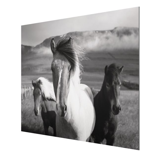Animal canvas Wild Horses Black And White