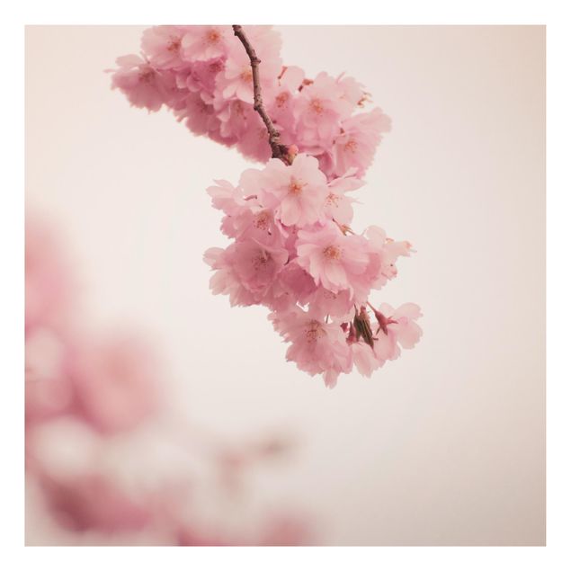 Prints floral Pale Pink Spring Flower With Bokeh