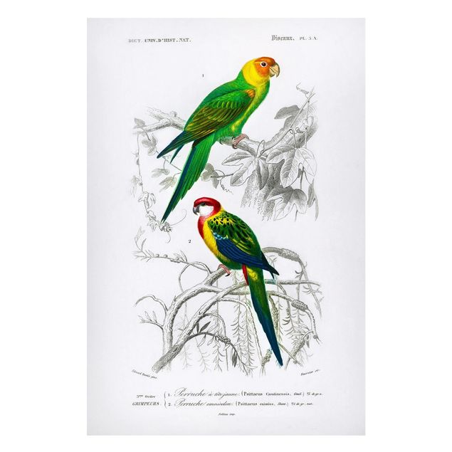 Magnet boards flower Vintage Wall Chart Two Parrots Green Red