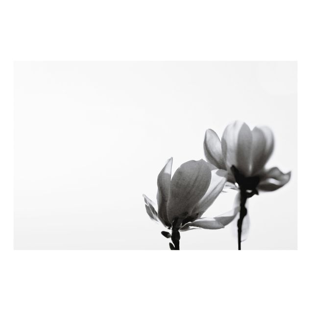 Glass splashbacks Herald Of Spring Magnolia Black And White