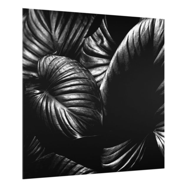 Glass splashback art print Black And White Botany Hosta