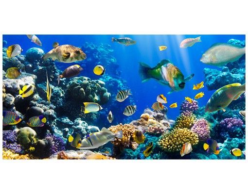 Window stickers animals Underwater Reef