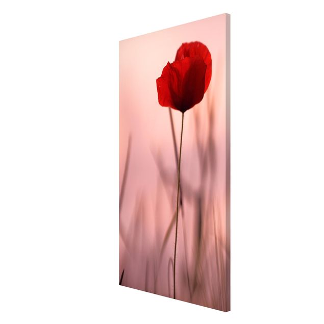 Magnet boards flower Poppy Flower In Twilight