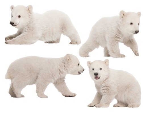 Animal print wall stickers No.642 Polar Bear Brothers