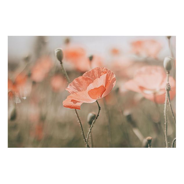 Poppy print Sun-Kissed Poppy Fields