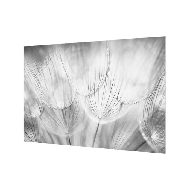 Glass Splashback - Dandelions Macro Shot In Black And White - Landscape 2:3