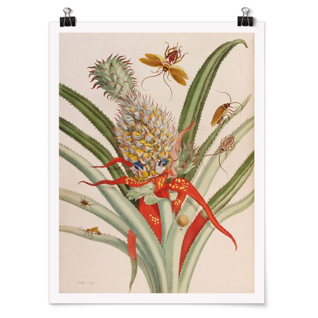 Posters art print Anna Maria Sibylla Merian - Pineapple With Insects