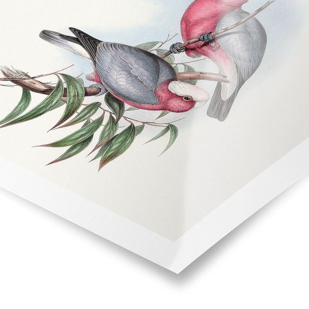 Prints Pastel Parrots II