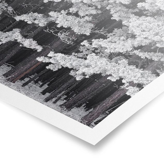 Modern art prints Forest With Hoarfrost In Austria