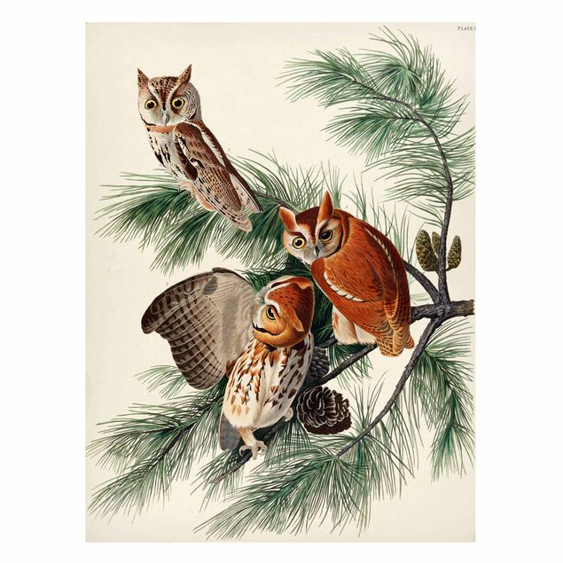 Prints landscape Vintage Board Screech Owl