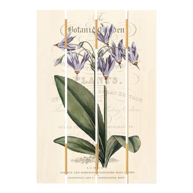 Prints Botanical Tableau - Shooting Star