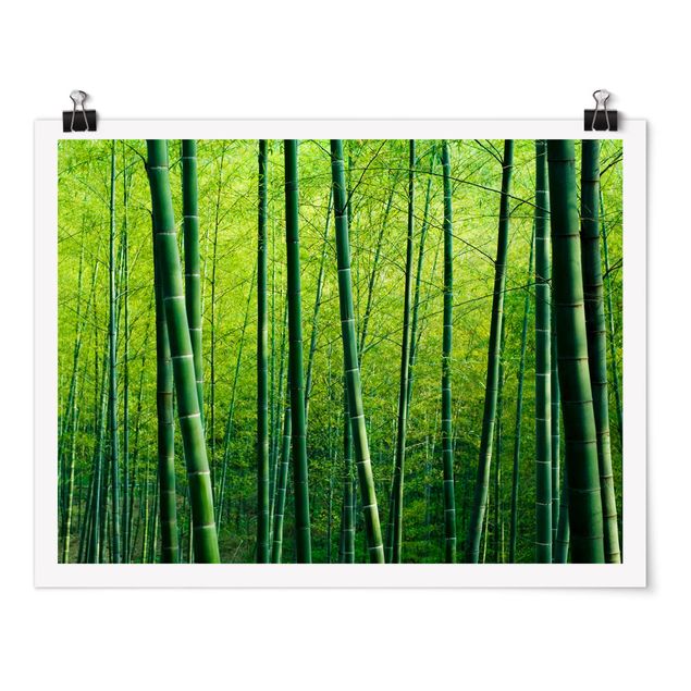 Bamboo print Bamboo Forest