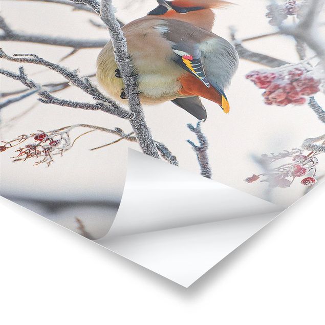 Prints Waxwing on a Tree