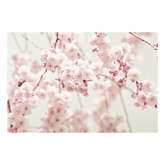 Glass splashbacks Dancing Cherry Blossoms