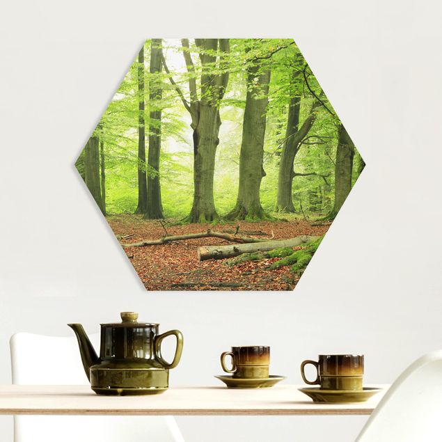 Landscape canvas prints Mighty Beech Trees