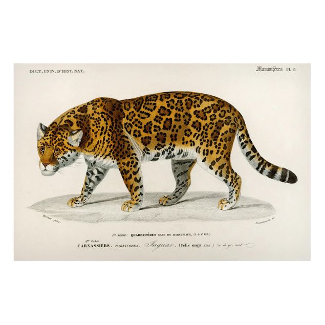 Tiger prints Vintage Board Jaguar