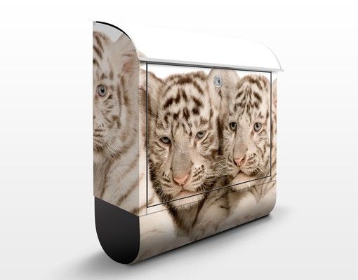 Letterboxes animals Bengal Tiger Babys