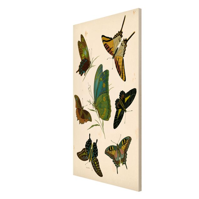 Magnet boards animals Vintage Illustration Exotic Butterflies