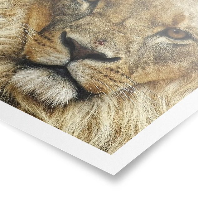 Posters animals Wisdom Of Lion