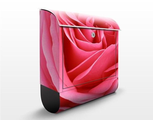 Letterboxes flower Lustful Pink Rose