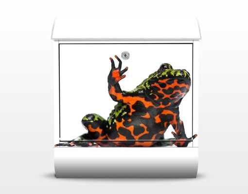 Red letter box Fire-bellied Toad