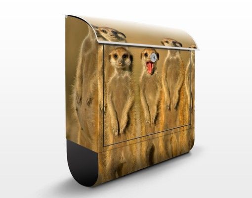 Letterboxes animals Meerkat Family