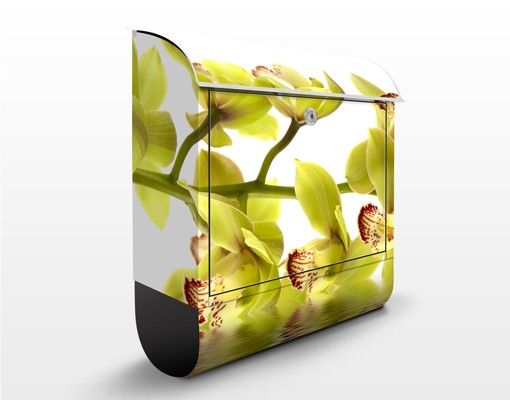Letterboxes flower Splendid Orchid Waters