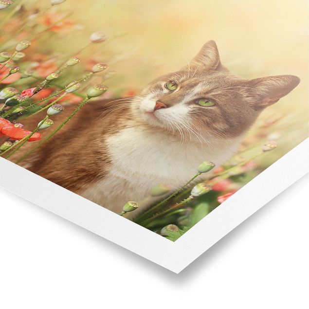 Animal canvas Cat In A Field Of Poppies