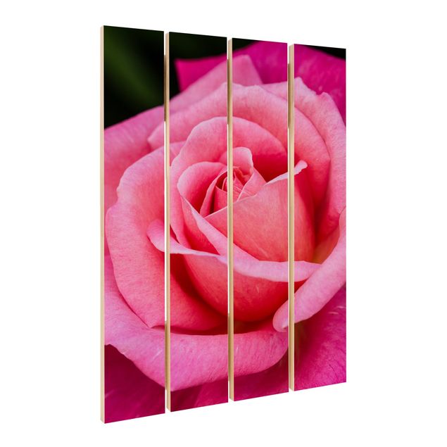 Wood photo prints Pink Rose Flowers Green Backdrop