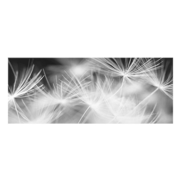 Glass Splashback - Moving Dandelions Close Up On Black Background - Panoramic